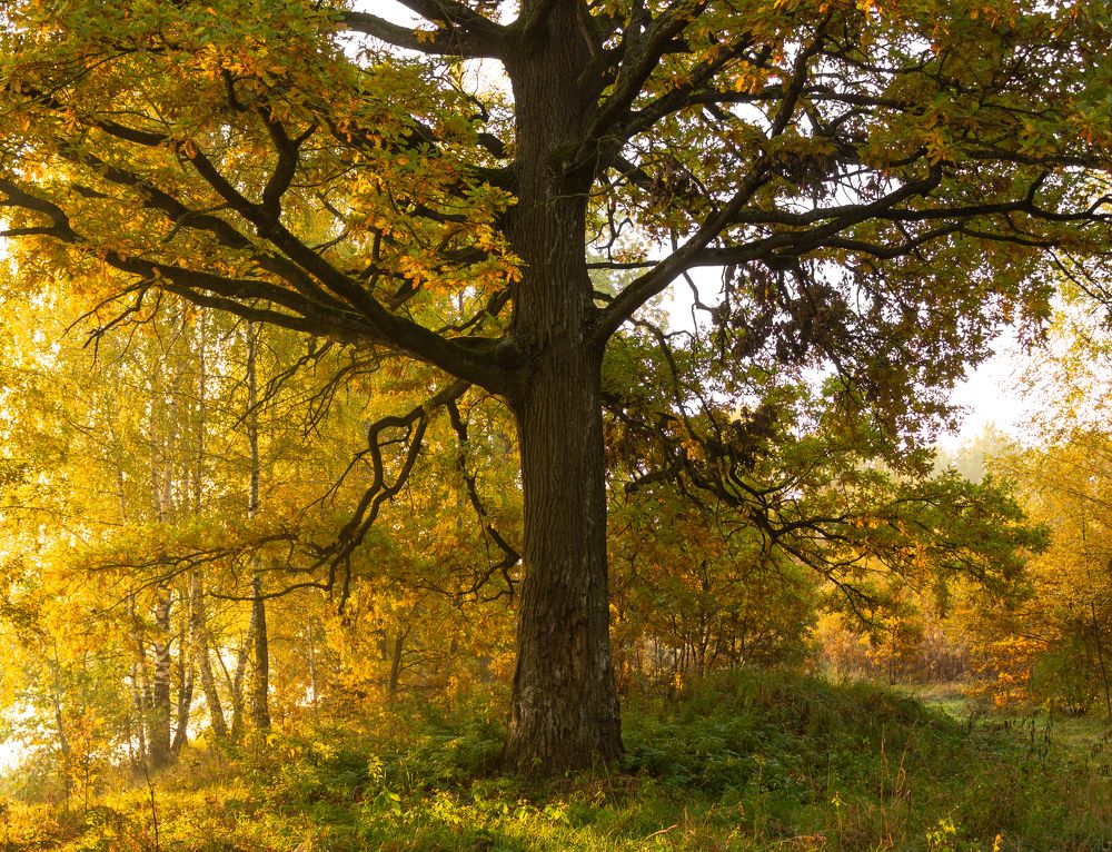Фотография автора Ольга Бонина