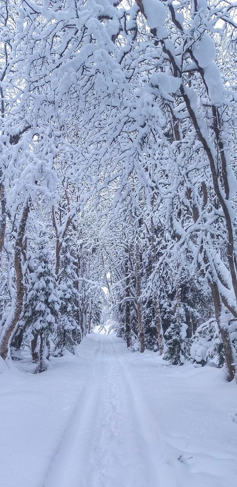 Фотография автора Алсуфьева Елена