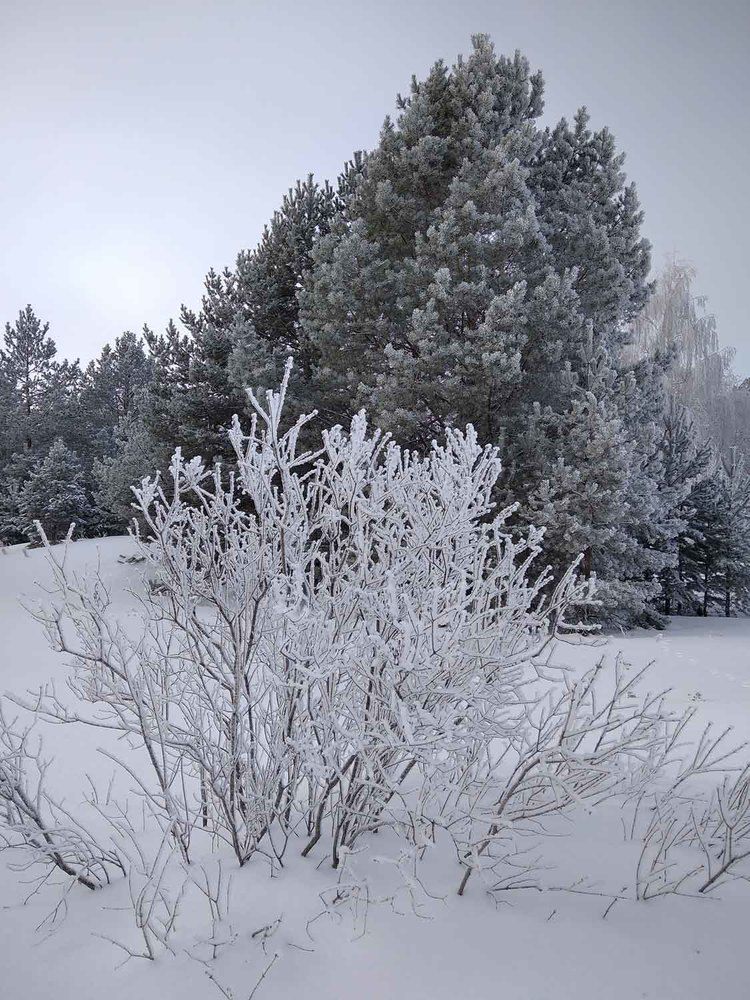 Photograph by Игорь Пшеничников