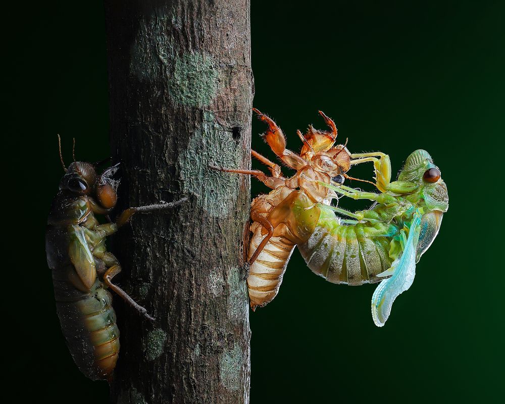 Molting Cicadas