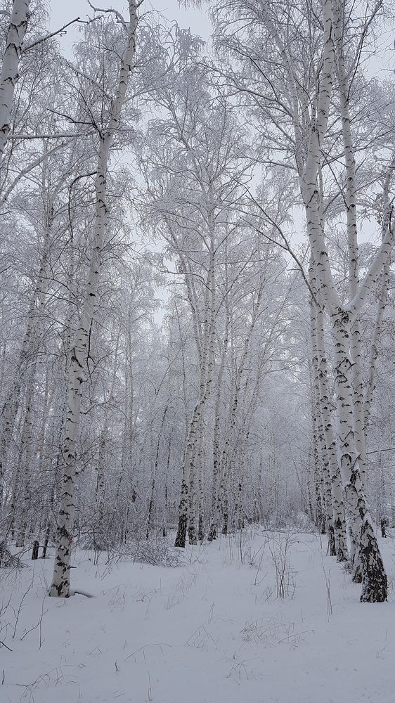 Березовый строй