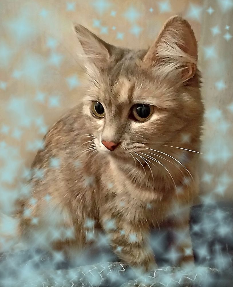 Фотография автора Елена Савельева