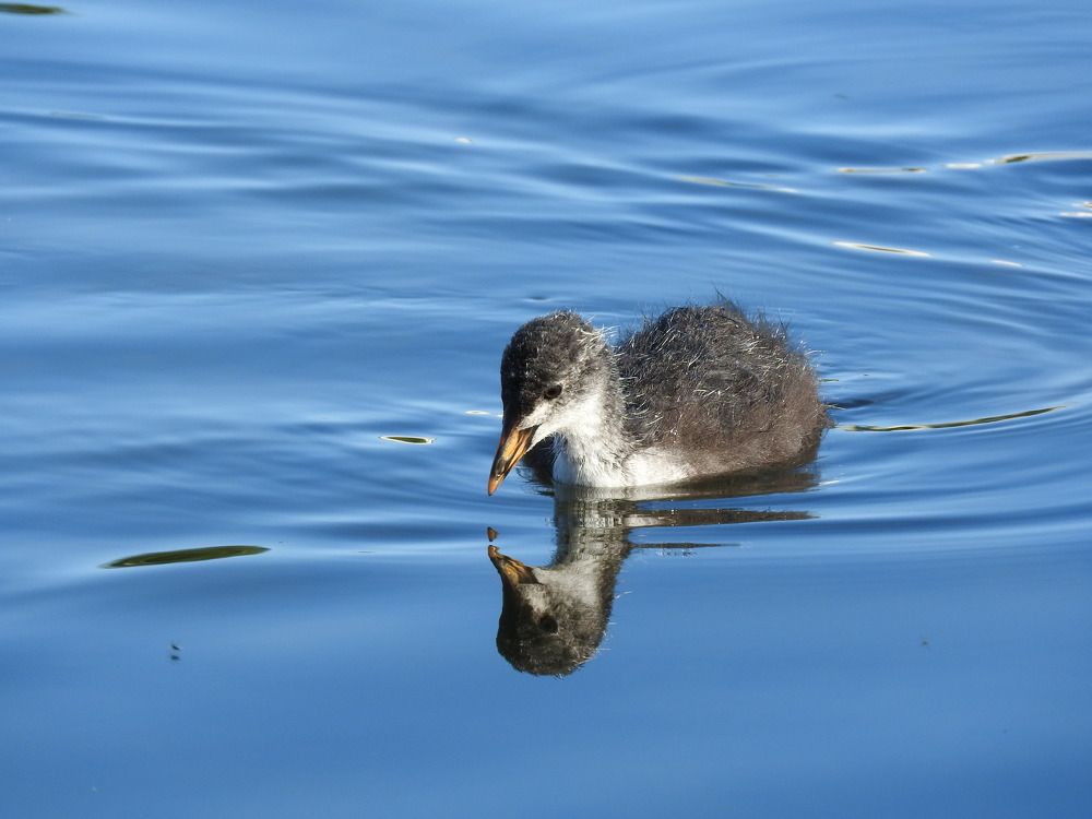 Фотография автора Юлия Овчинникова