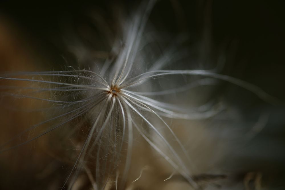 Photograph by Radojko Boskovic