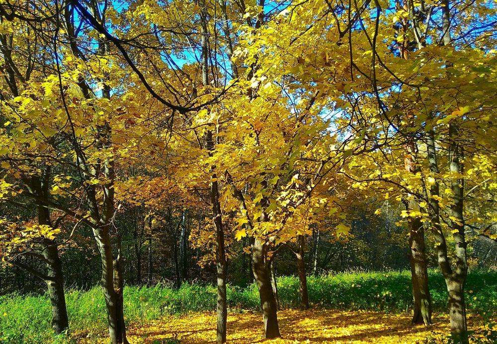 Фотография автора Анжелика Чашинская
