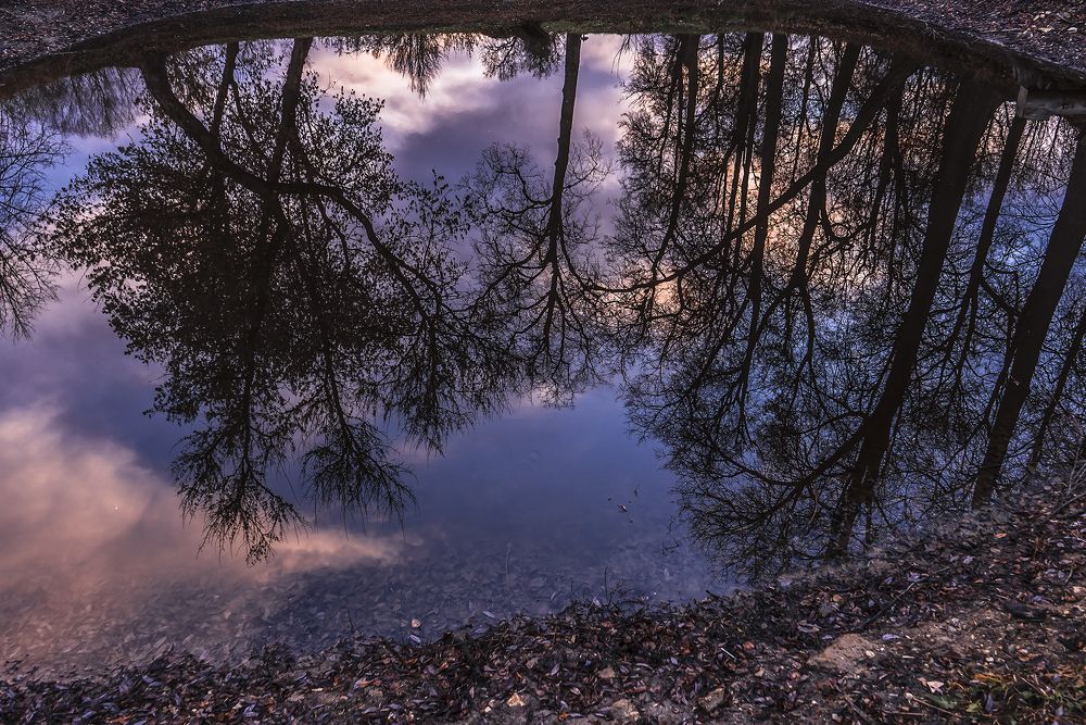 Отражение деревьев