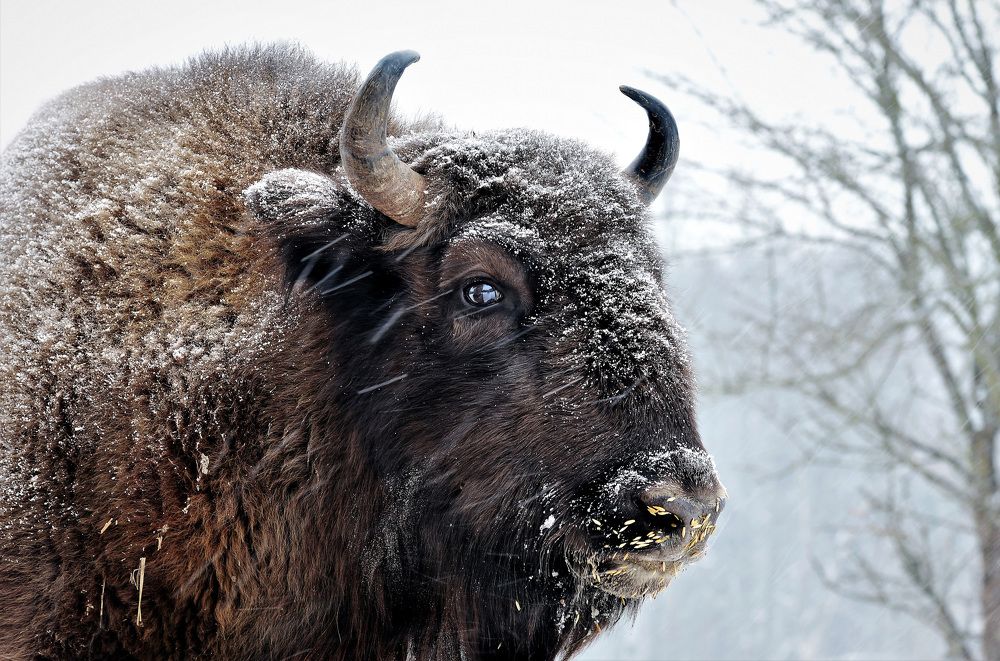 Портрет зубра.