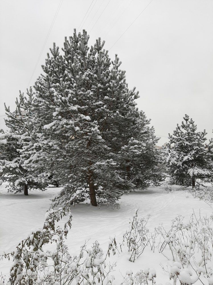 Фотография автора Светлана Дунаева