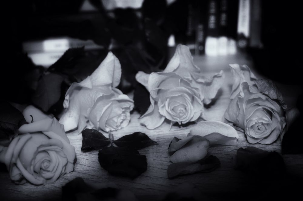 Photograph by Enescu Mihaela