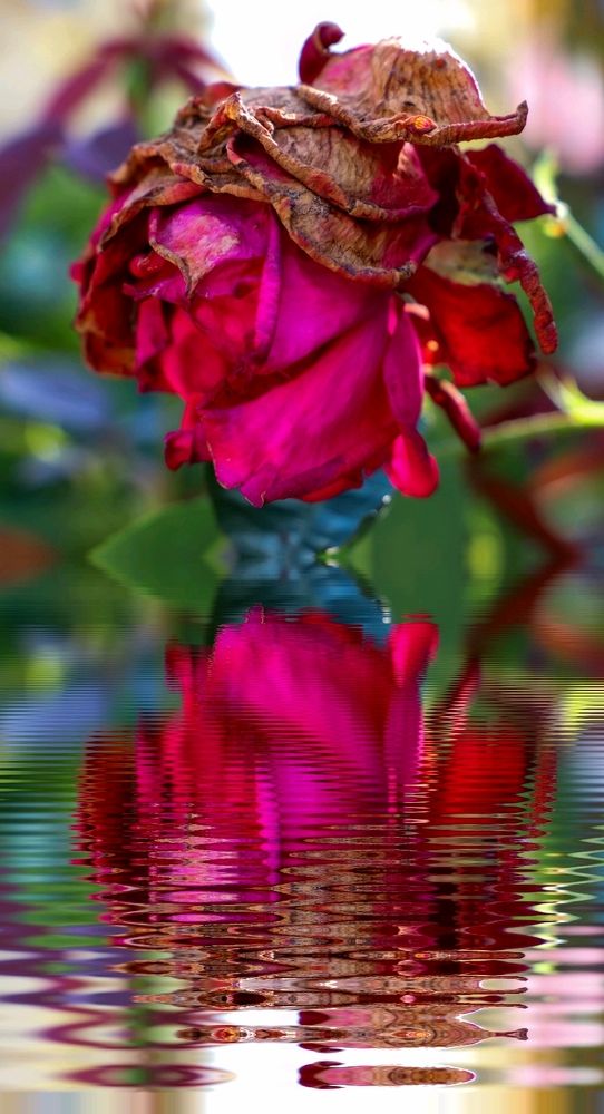 Photograph by Enescu Mihaela