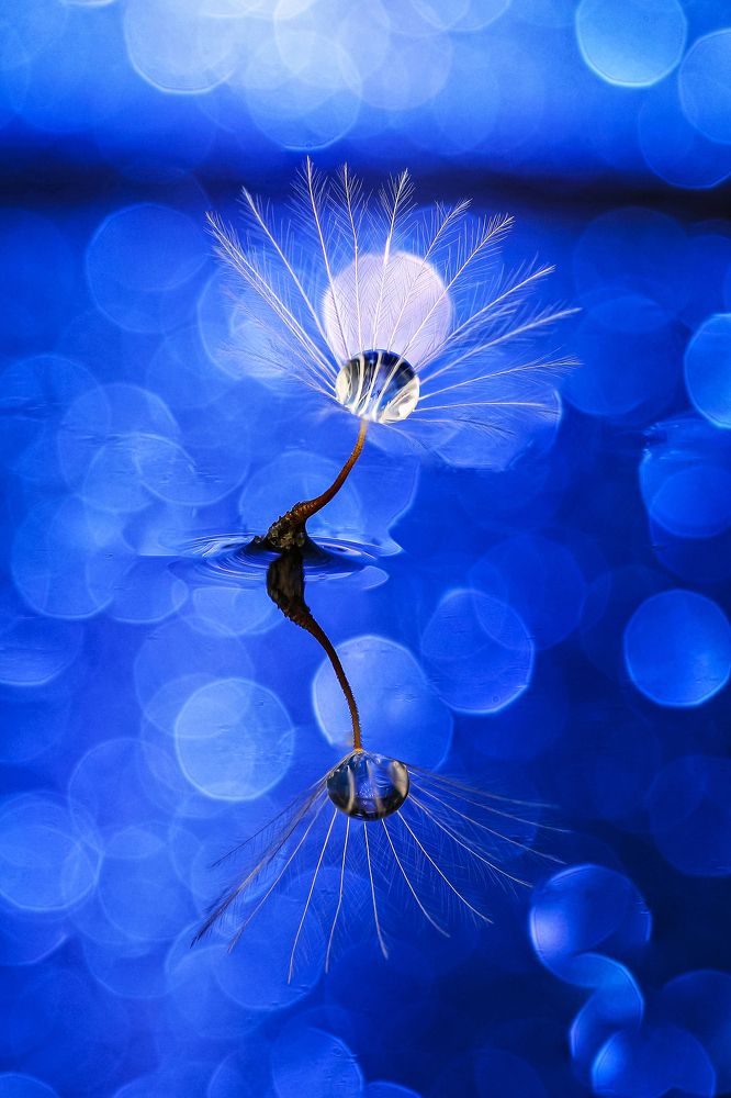 Photograph by António Manuel de Pereira