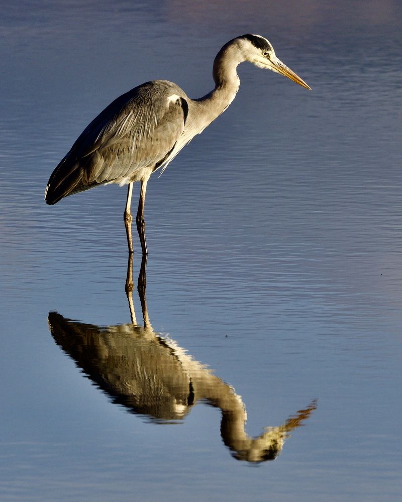 Photograph by Jarl Strömbom