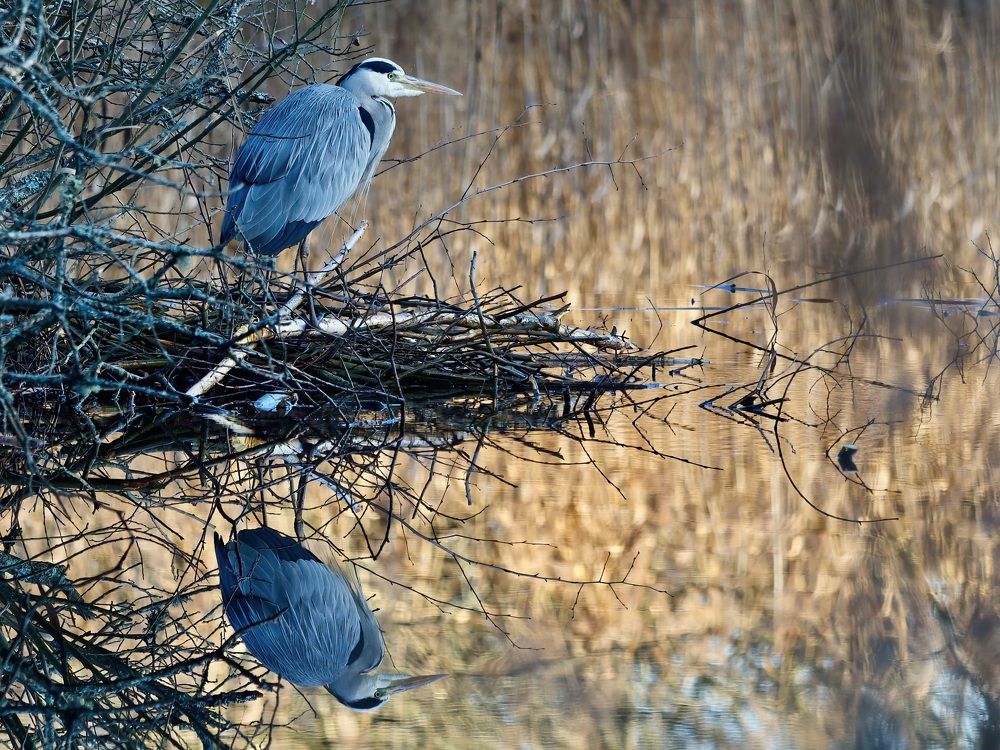 Photograph by Jarl Strömbom
