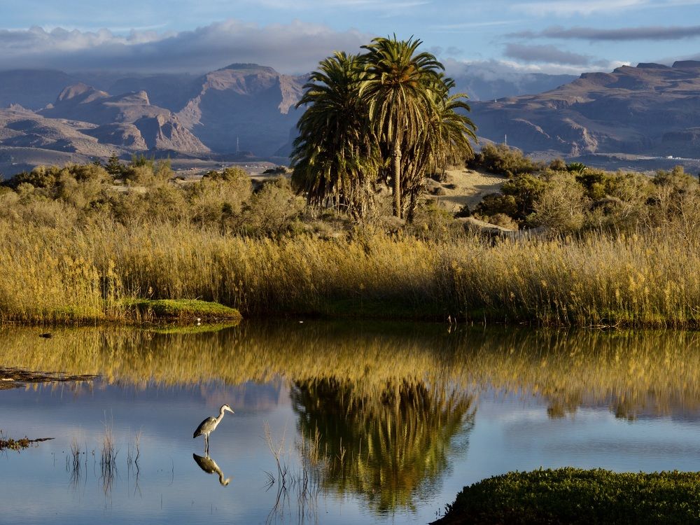 Photograph by Jarl Strömbom