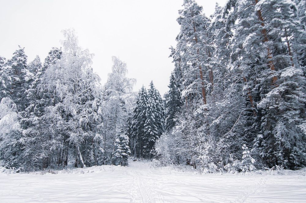 Photograph by Василий Шумкин