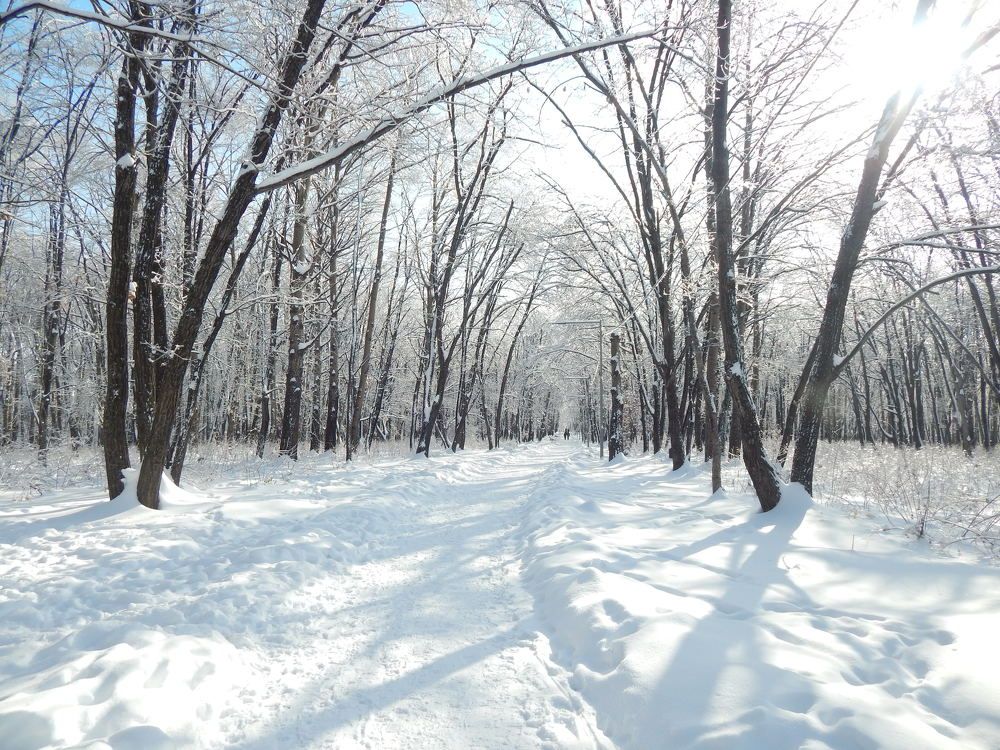 По обе стороны аллеи.