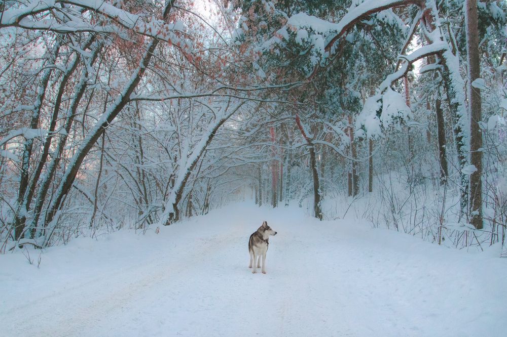 Photograph by Светлана Гущина