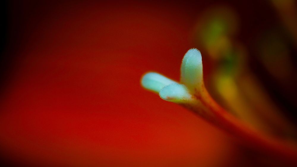 Photograph by Vedran Grebljanovic