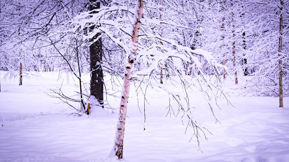 Photograph by Элеонора