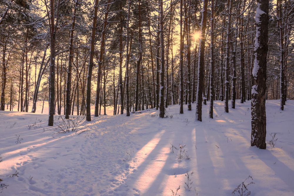 Зимняя звезда