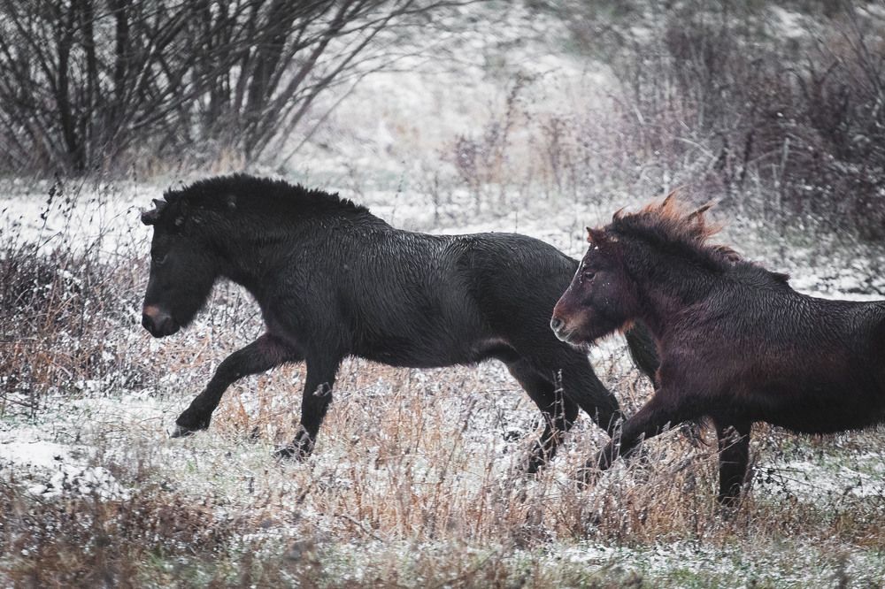 Фотография автора Иван Мамонтов