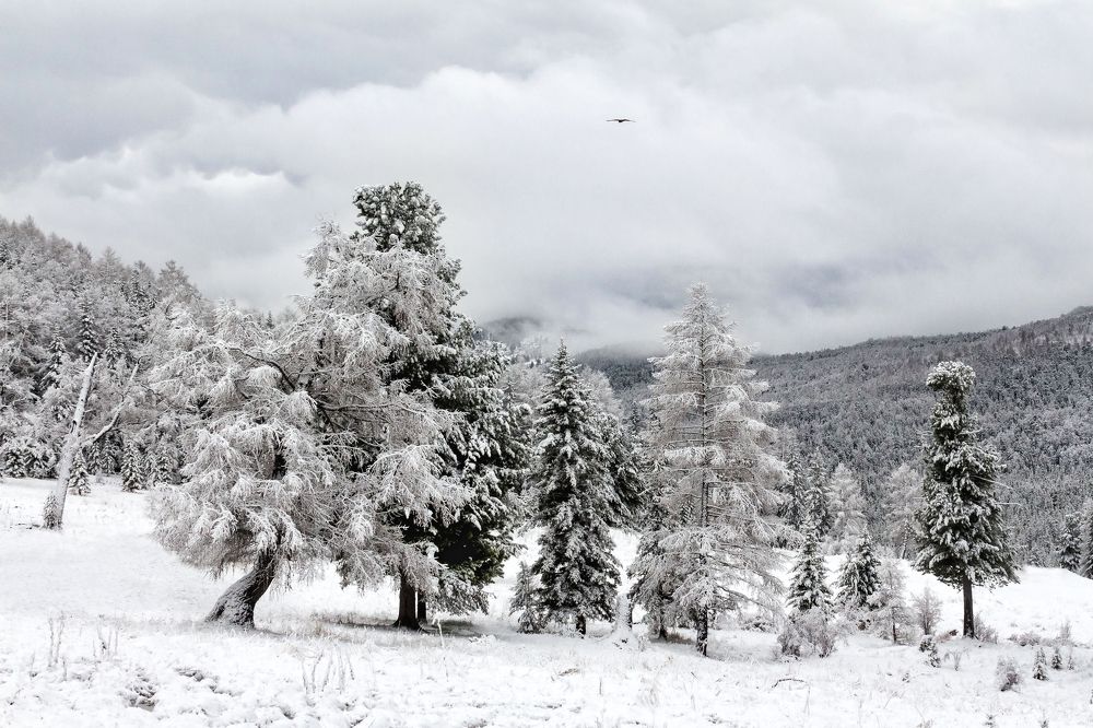 После снегопада.
