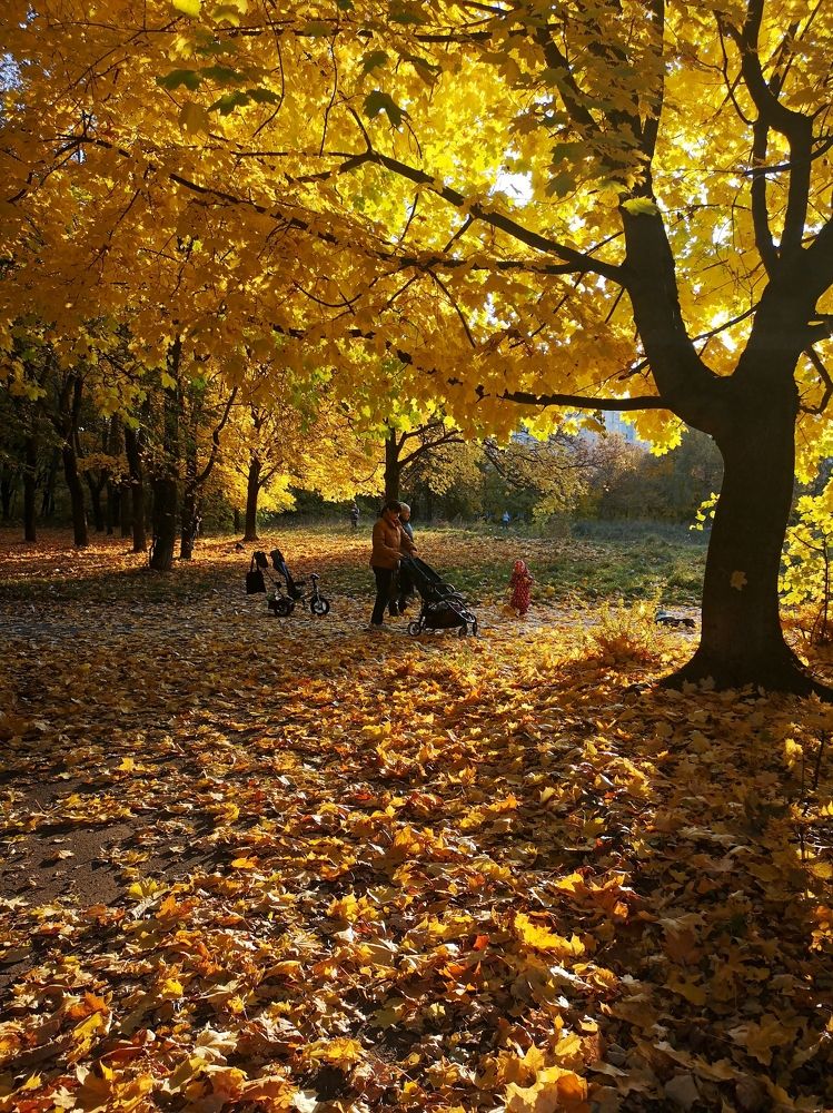 Золотая осень...