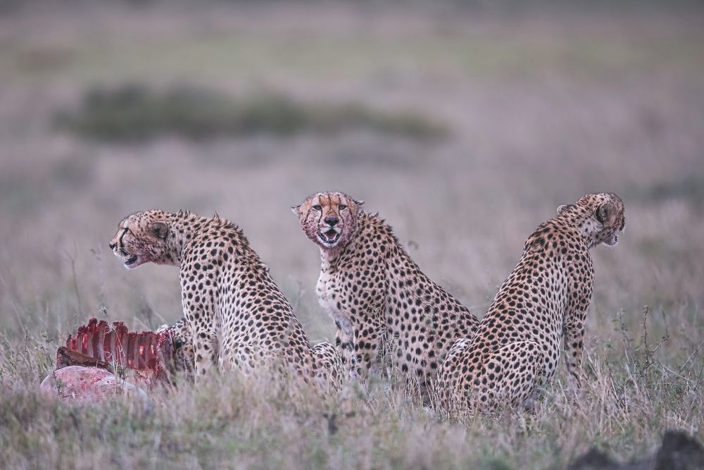 Фотография автора Sudipta Chakraborty