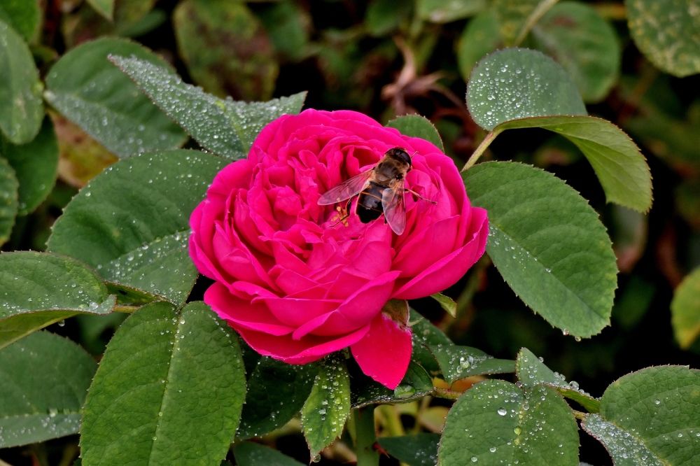 Photograph by backareva irina