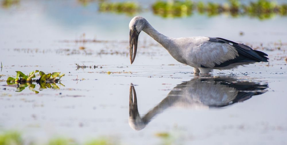 Photograph by Dipsankar Saha