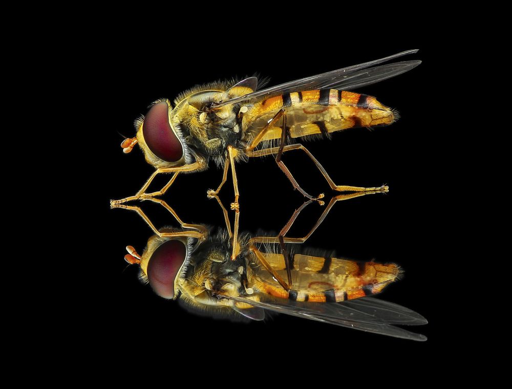 Reflection hoverfly