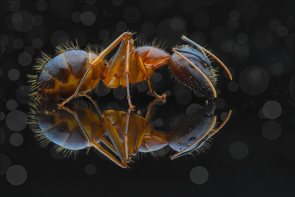 Mirror ant
