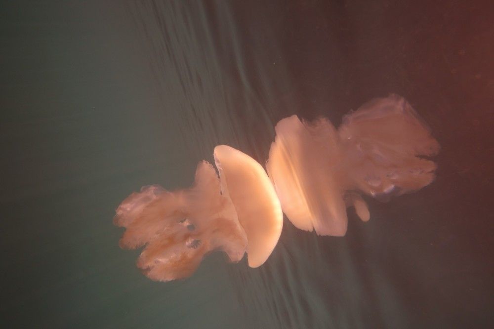 Фотография автора Ines Miljan Popovic