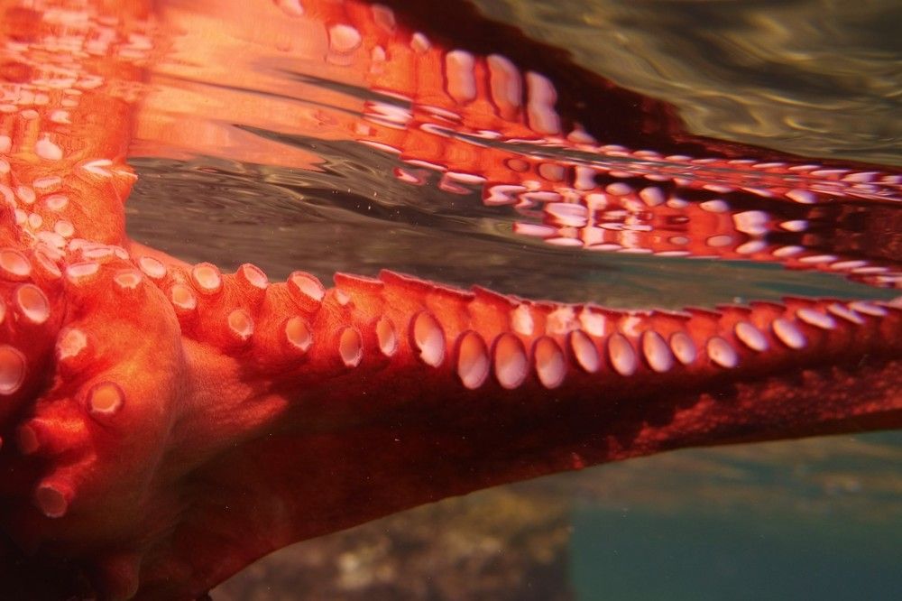 Фотография автора Ines Miljan Popovic