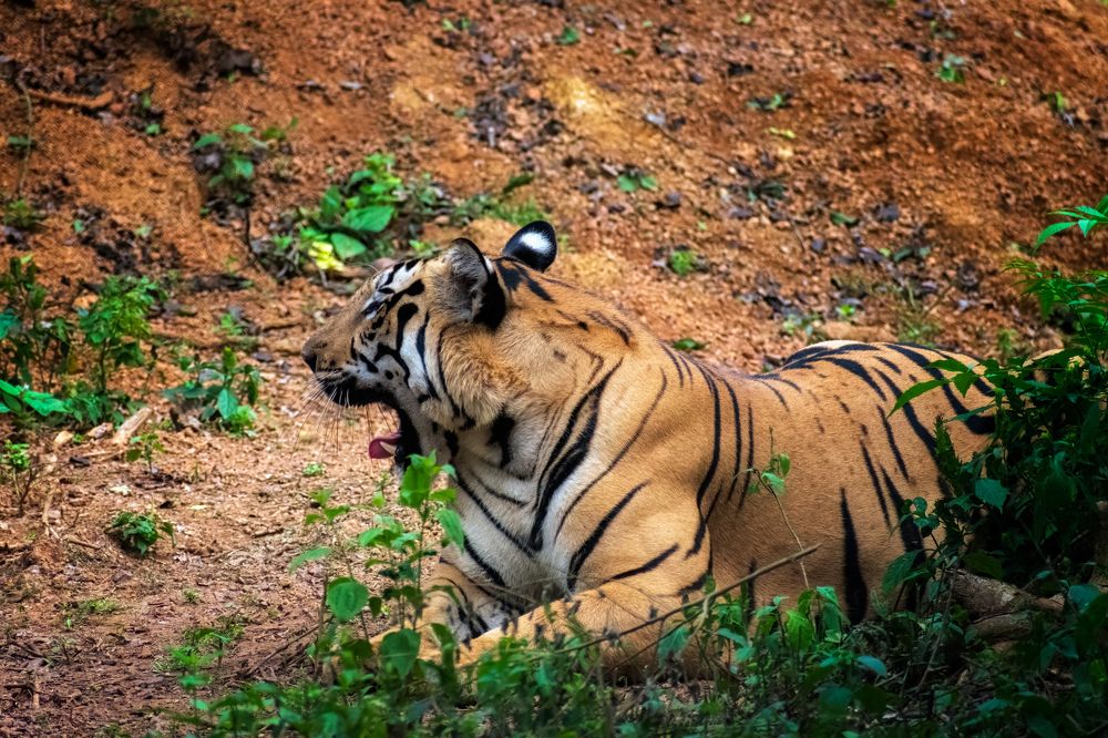 Photograph by Partha Mahanta