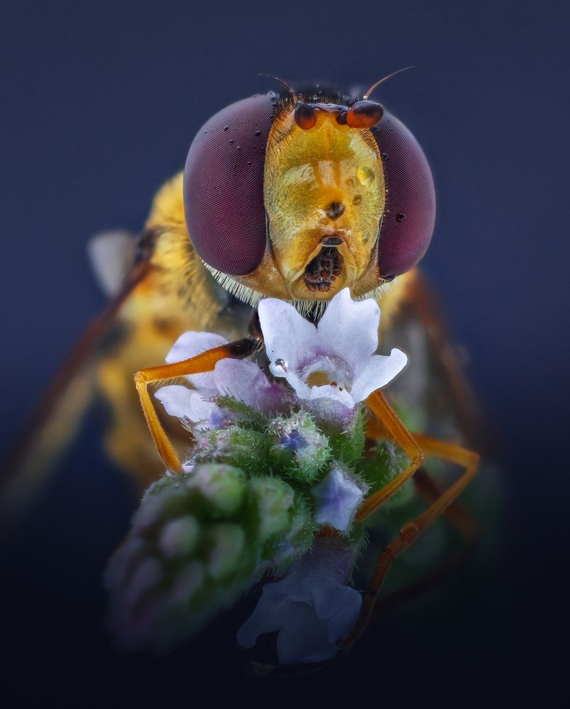 Macrophotography of Eupeodes corollae fly