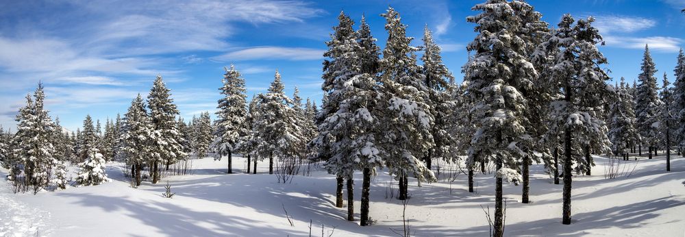 Зимний лес в национальном парке