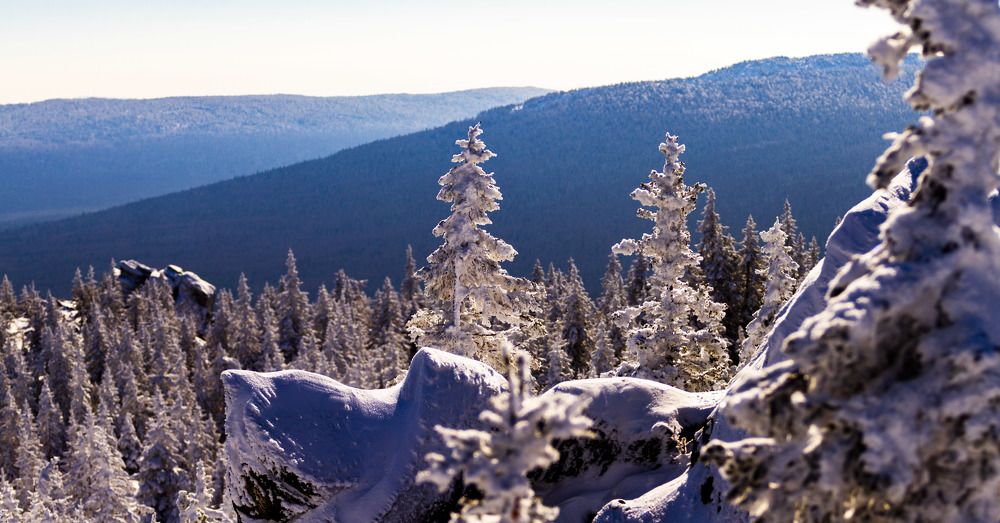 Заснеженные ели в солнечный зимний день.
