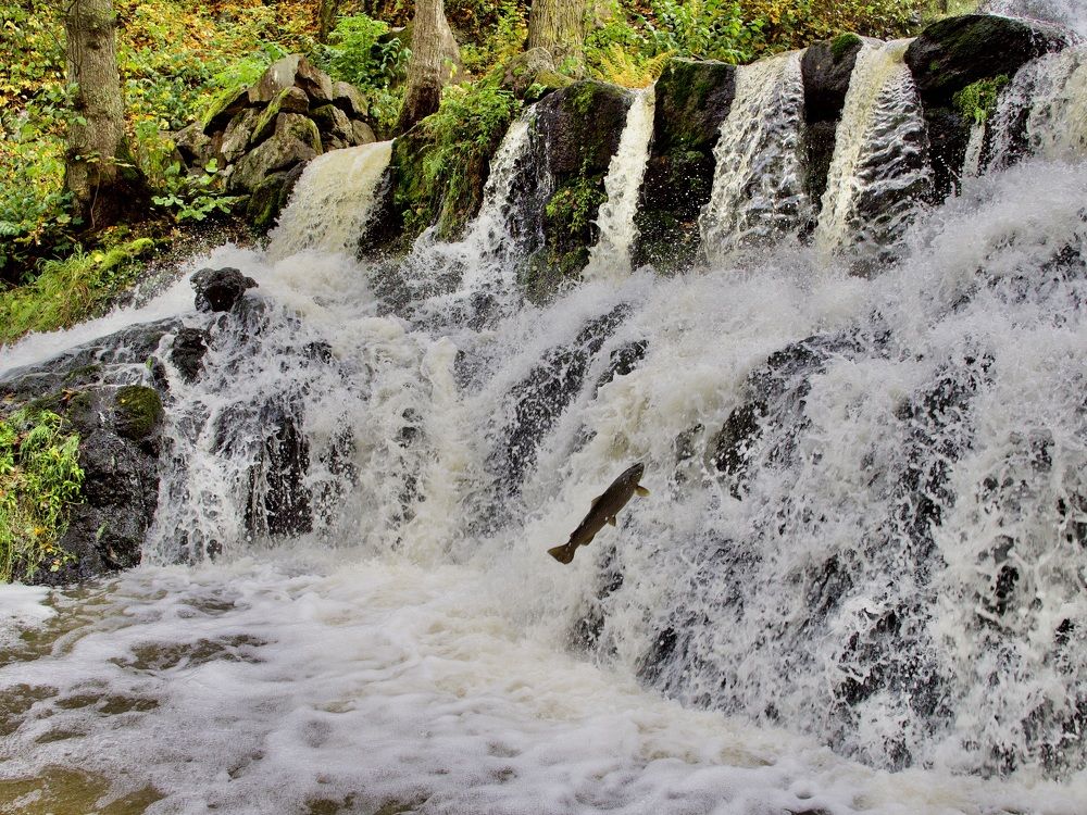 Photograph by Jarl Strömbom