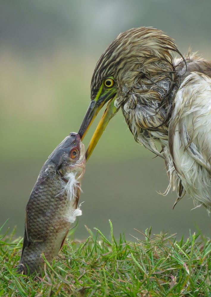 Pond Heron with kill