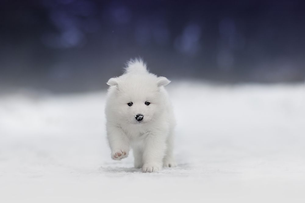 Photograph by Nikol Kopp