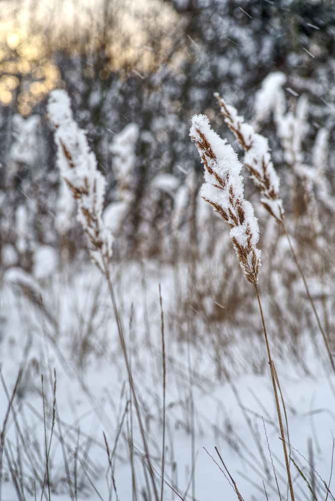 Падал снег первый снег