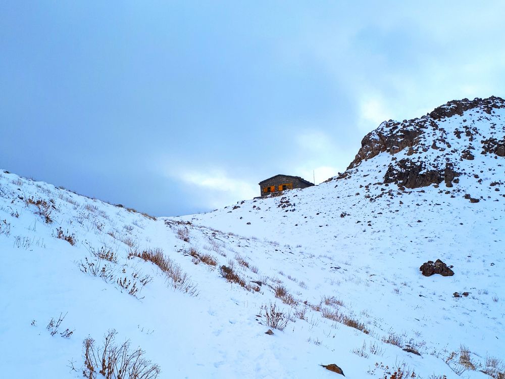 Nature under the snow