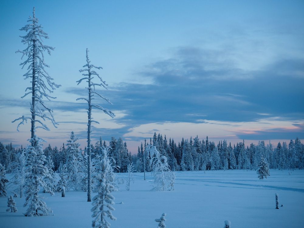 Декабрьская тайга