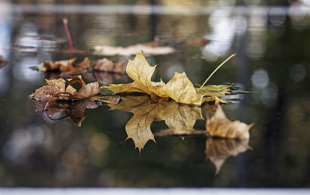 Осенние корабли