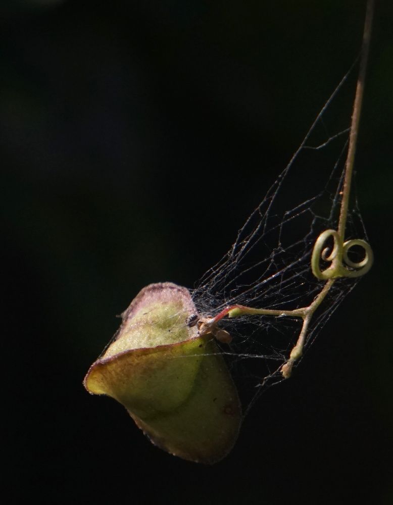 Photograph by Prabhu Viswanathan