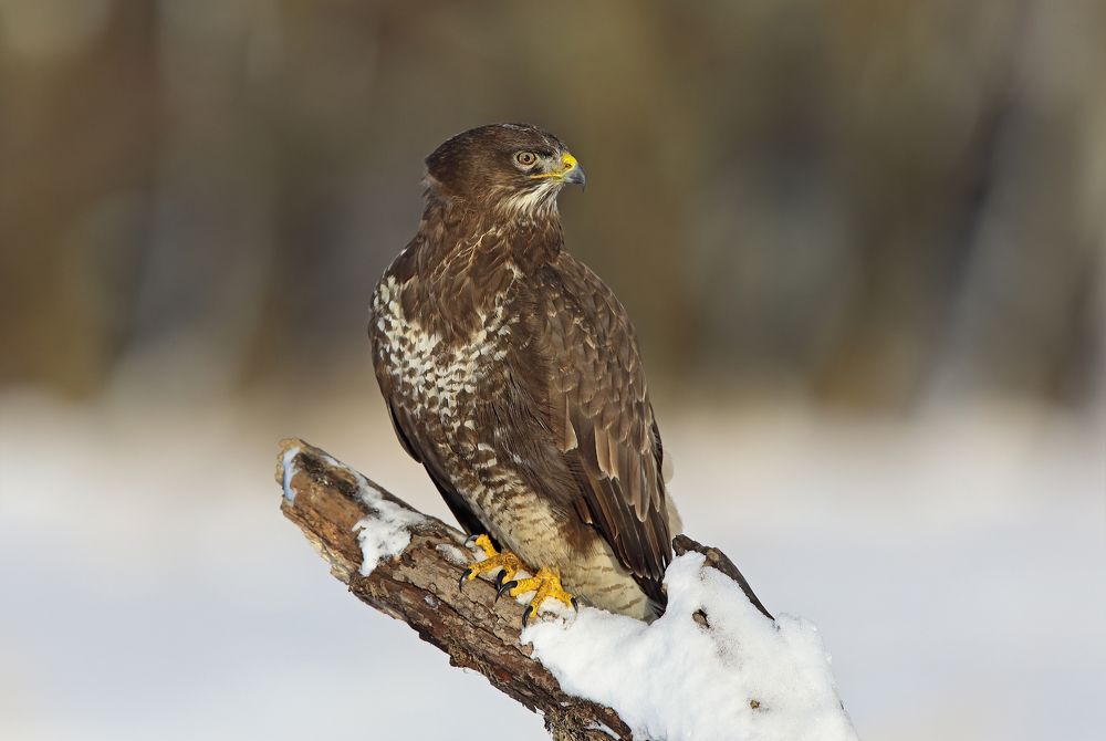 Фотография автора Александр Гусар