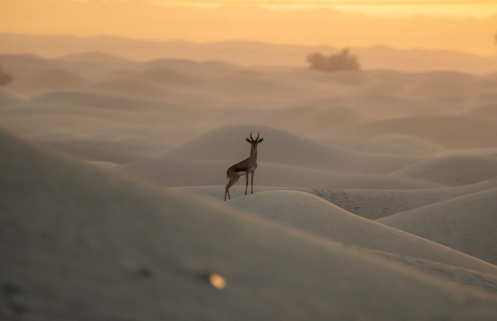 Фотография автора Hari Govindarajulu