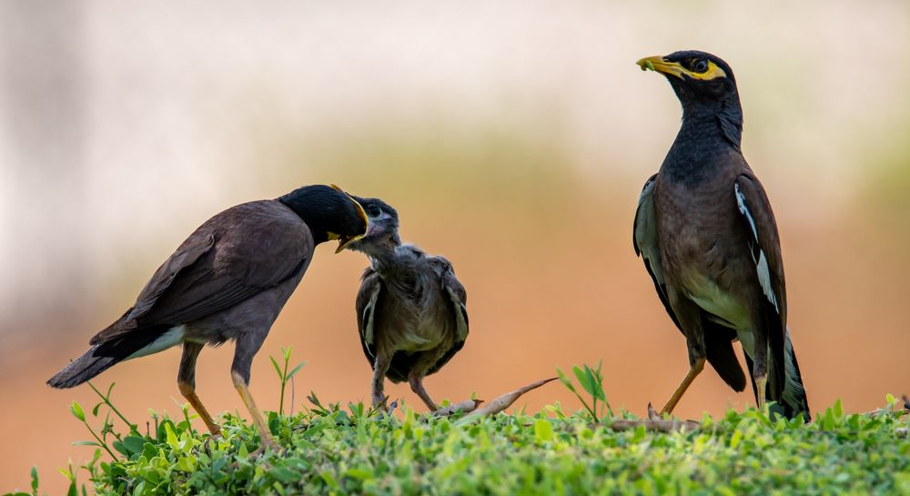 Фотография автора Hari Govindarajulu
