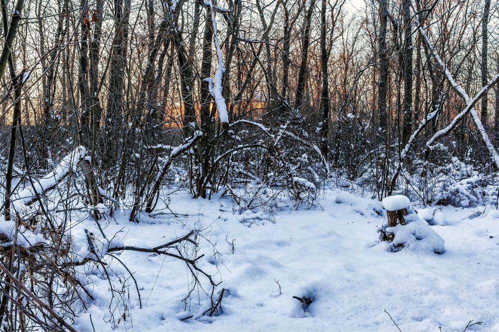 Зимним утром в лесу